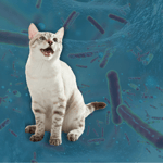 cat oral microbiome